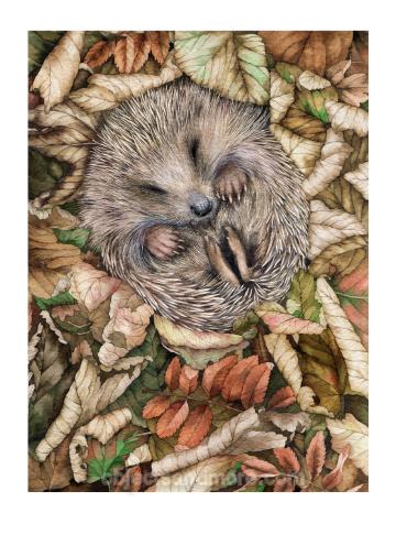 hedgehog Asleep by MASALA CARDS